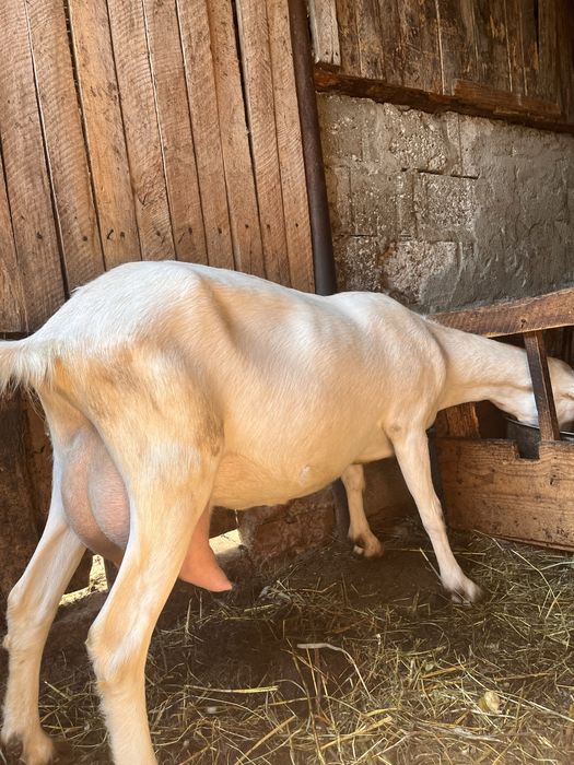 CAPRA ALBA de vanzare