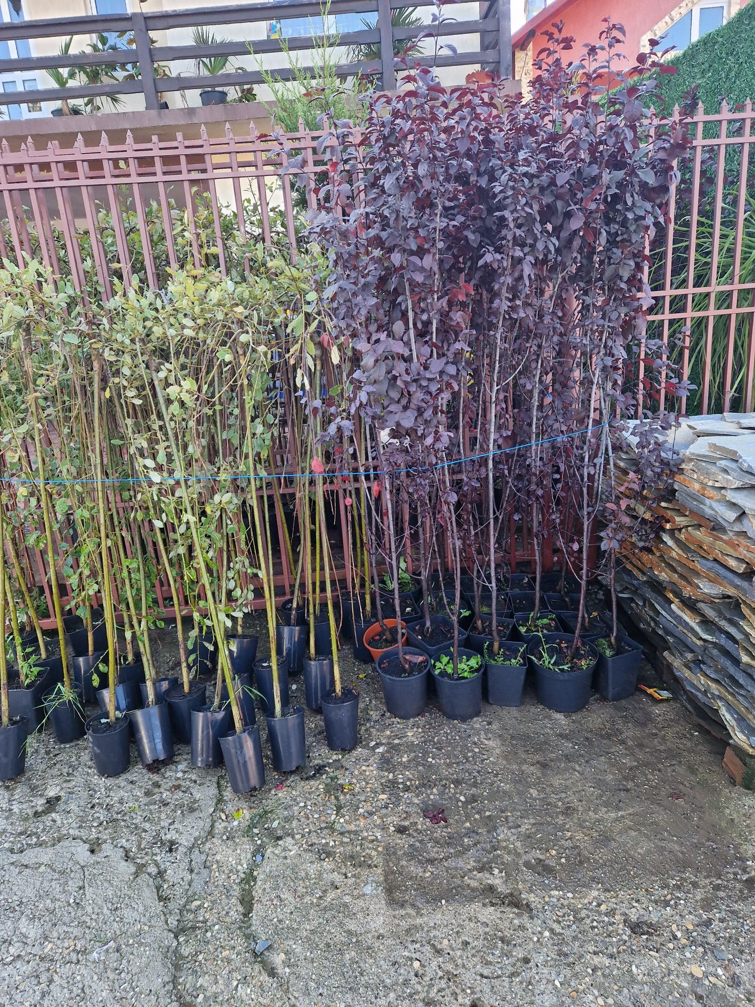 Prunus pisardi  salcie plangatoare