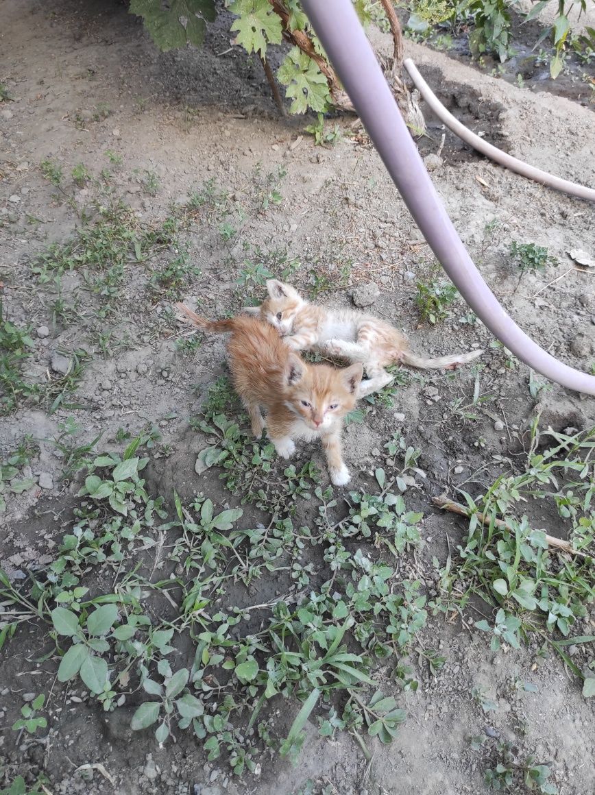 Бесплатно рыжие котята
