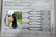 Mascul Cane Corso cu pedigree FCI