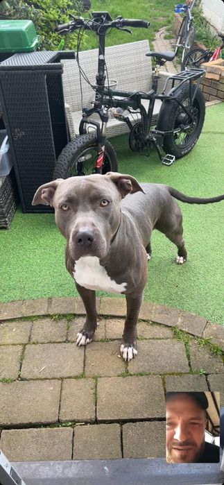 Vand caine American bully xl