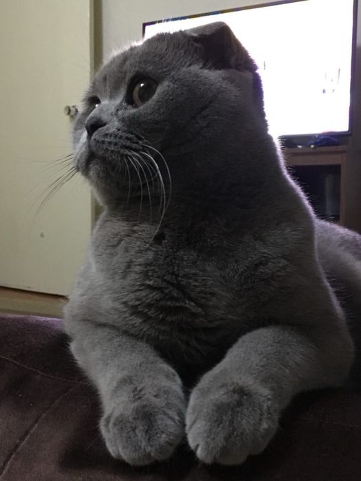 Вязка: британский вислоухий кот