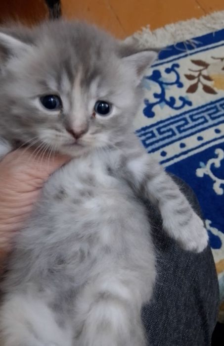 Продам котят породы манчкин