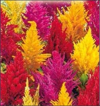 2Celosia argentea plumosa/cristata nana-creasta cocos pitica/batuta