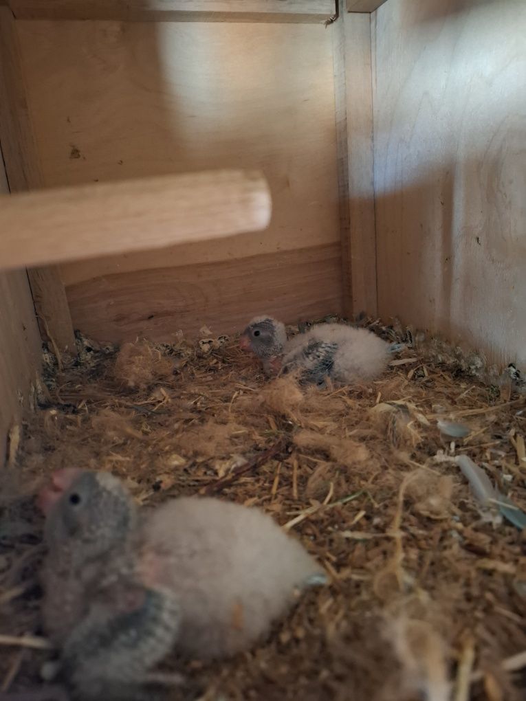Papagali călugăr puii