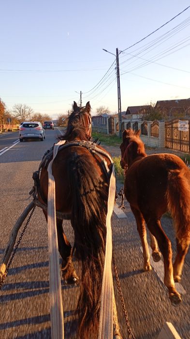 Mănză 5 luni metis