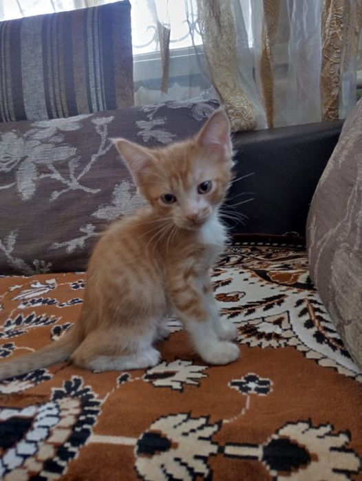 Отдам котят в добрые руки котята очень хорошие к лотку приучены