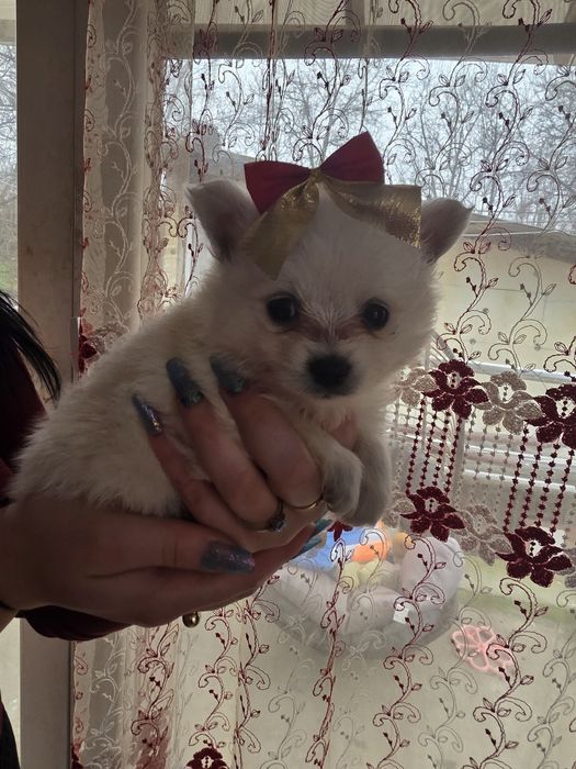 Căței Pomeranian! Cel mai frumos cadou!