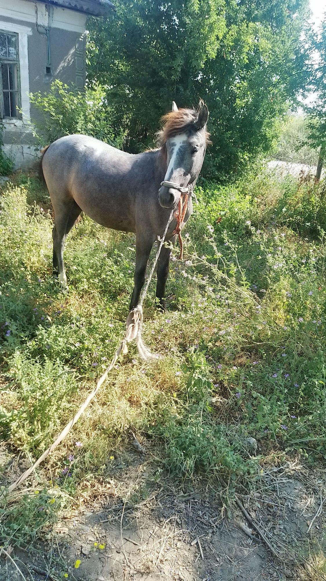 Mânză de vanzare