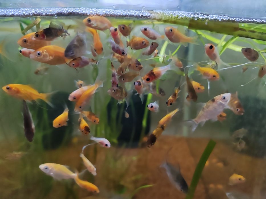 Carasi iaz :aurii, oranda, negru telescopic, calico