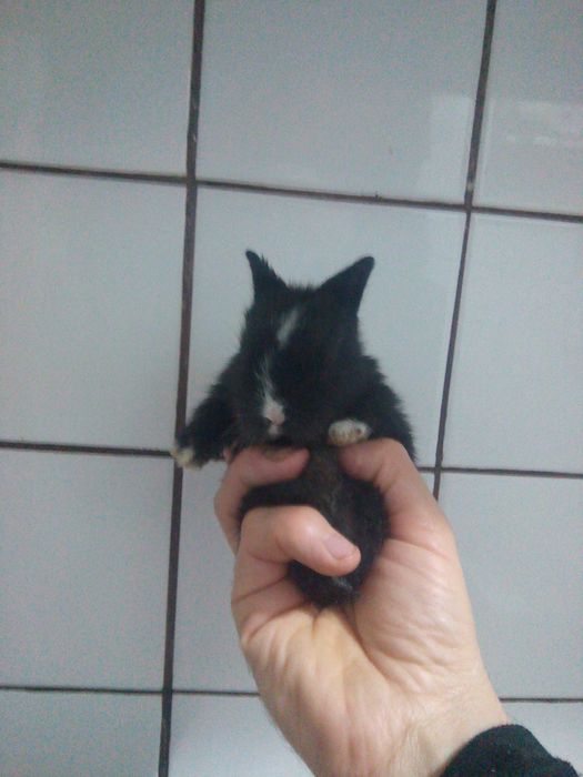 Jucării interactive