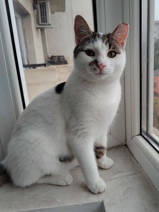 Micul Blond cauta companion de joaca