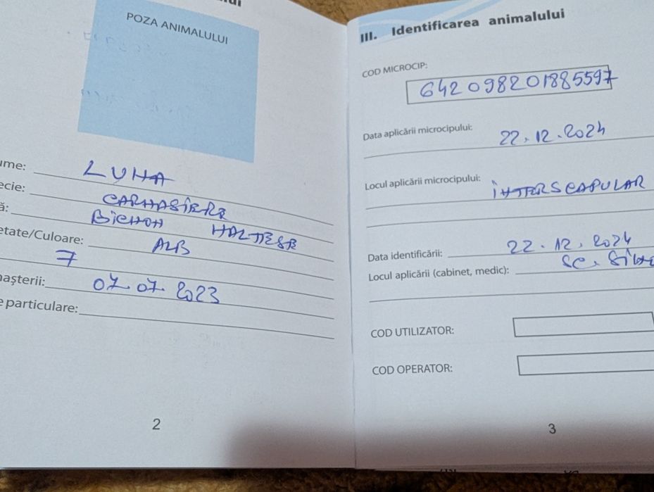 Vând bichoni capucino 400lei negociabil