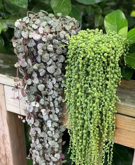 Крестовник Роули .Церопегия Вуди