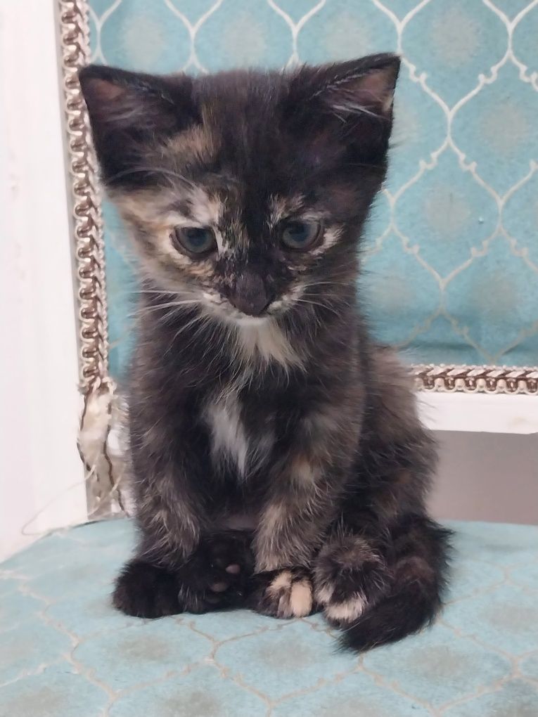 Котёнок висолухая девочка