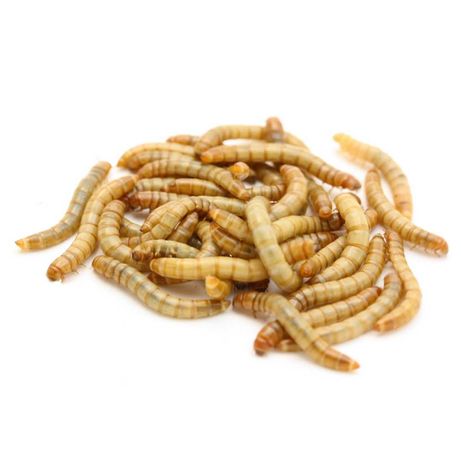 Мучной червь (мучник) живой корм в "Живом Мире" на Толе би