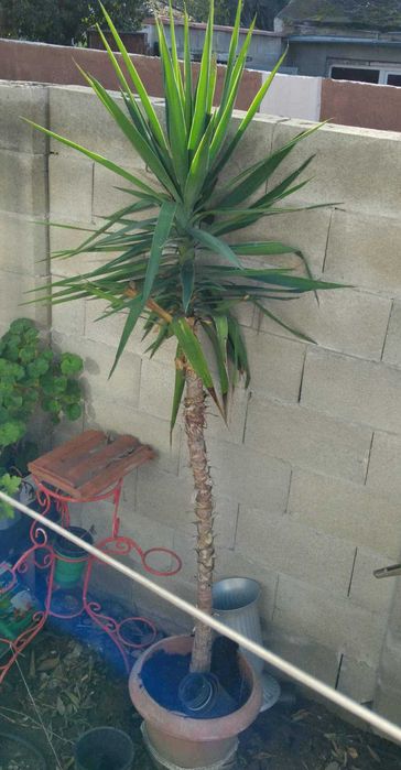 Продавам палма Юка над 2 метра