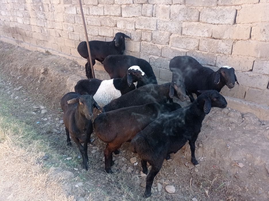 Qoylar sotiladi qochqor