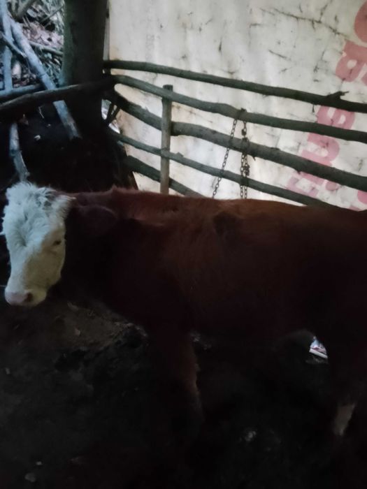 Vând tăuraș  de 4 luni jumate