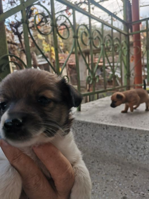 Подарявам кученца