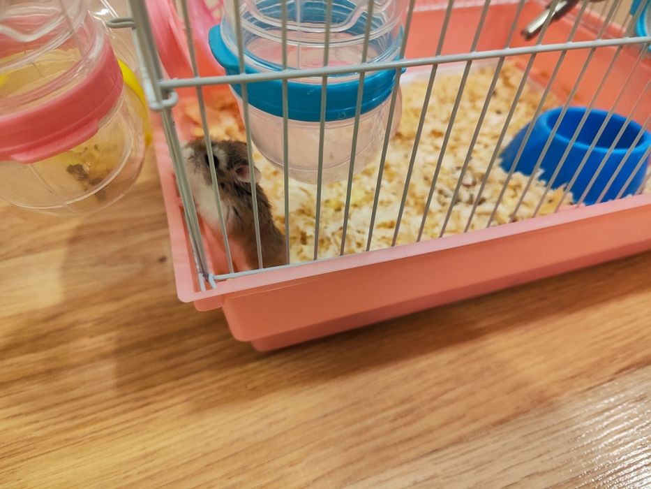 Хамстери и клетка