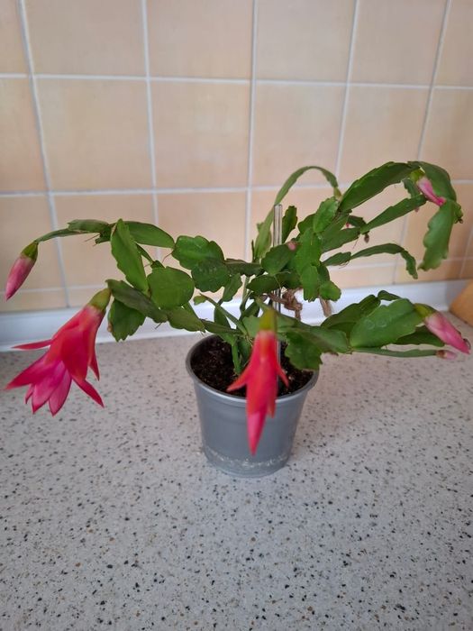 Цветы комнатные с доставкой