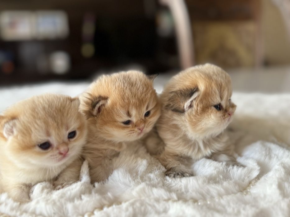 Британские золотые шиншиллы из питомника