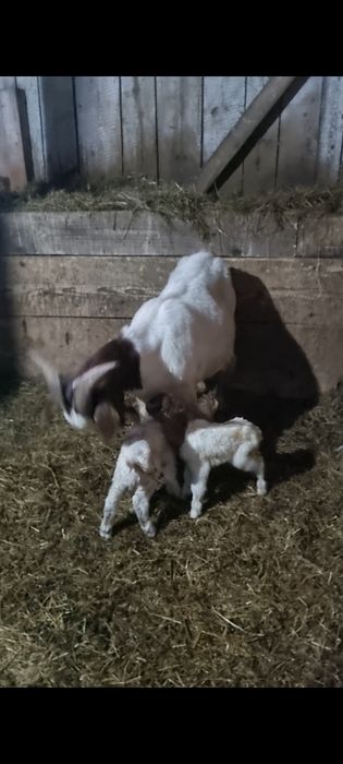 Vănd capră fătată