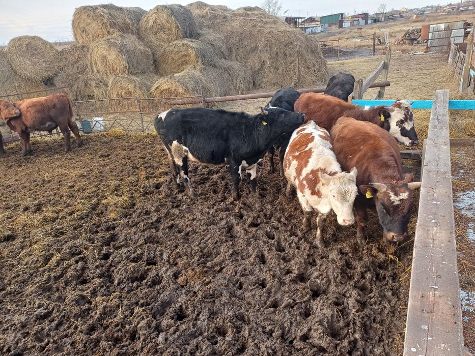 Бычок ПолТарашок