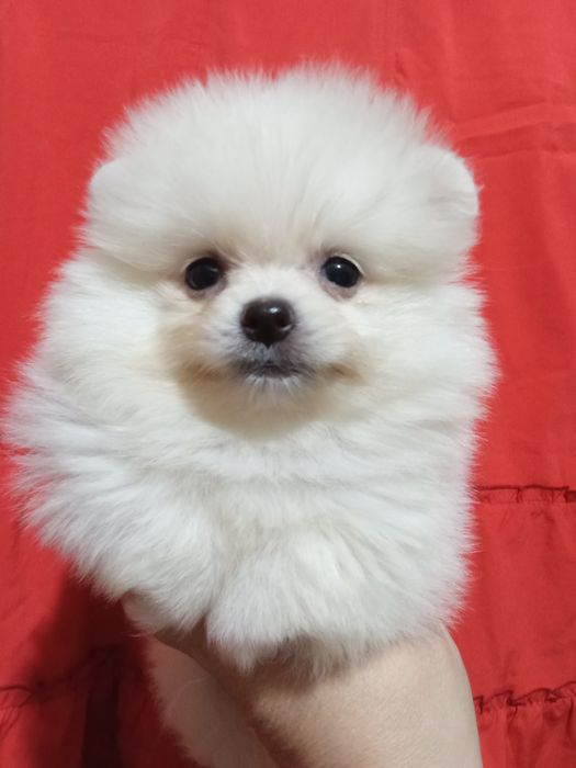 Щенки шпица мальчики и девочки