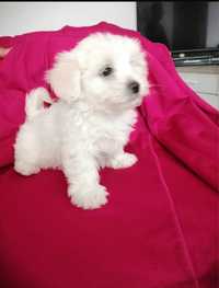 Bichon maltez alb