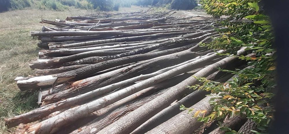 Vând lemne de foc la 250 lei metru eseță mole