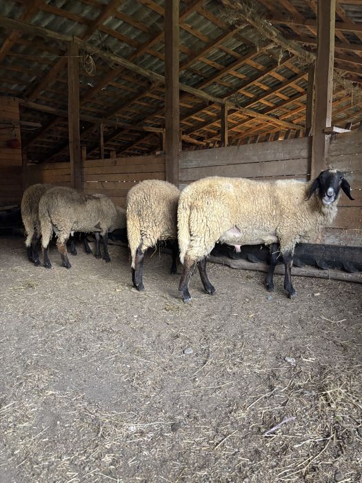 Berbecuti carabasi de vanzare