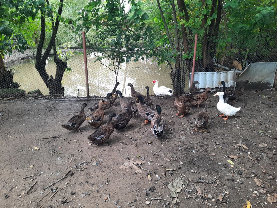 Rațoi românești culoare sălbatic