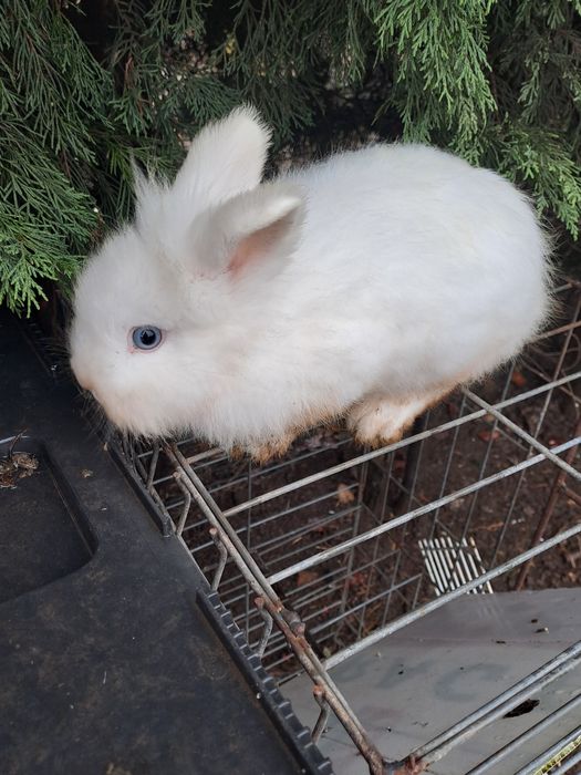 Iepurasi cap  de leu