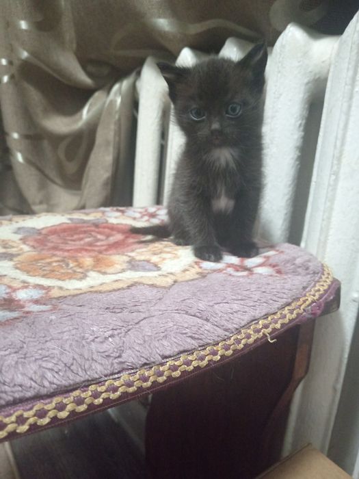 Отдам бесплатно котят