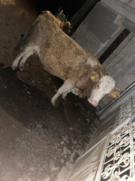 Vând vacă gestantă