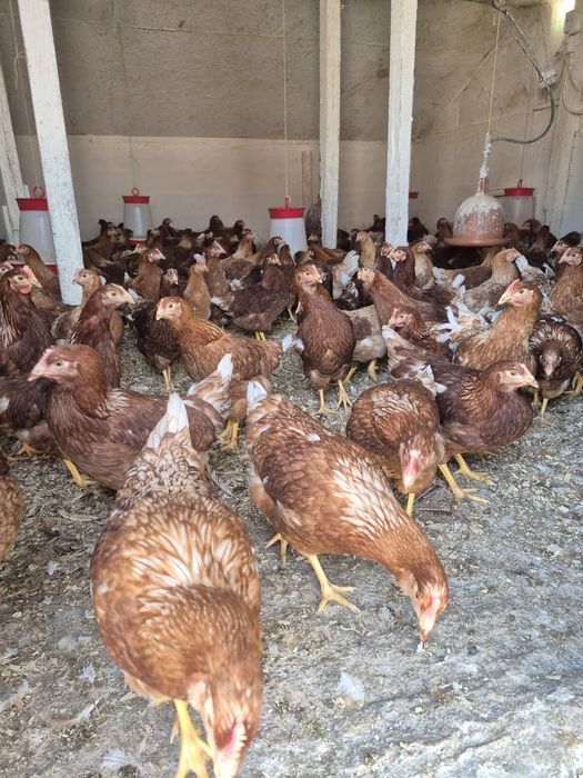 De vânzare puicute de oua 18 săptămâni
