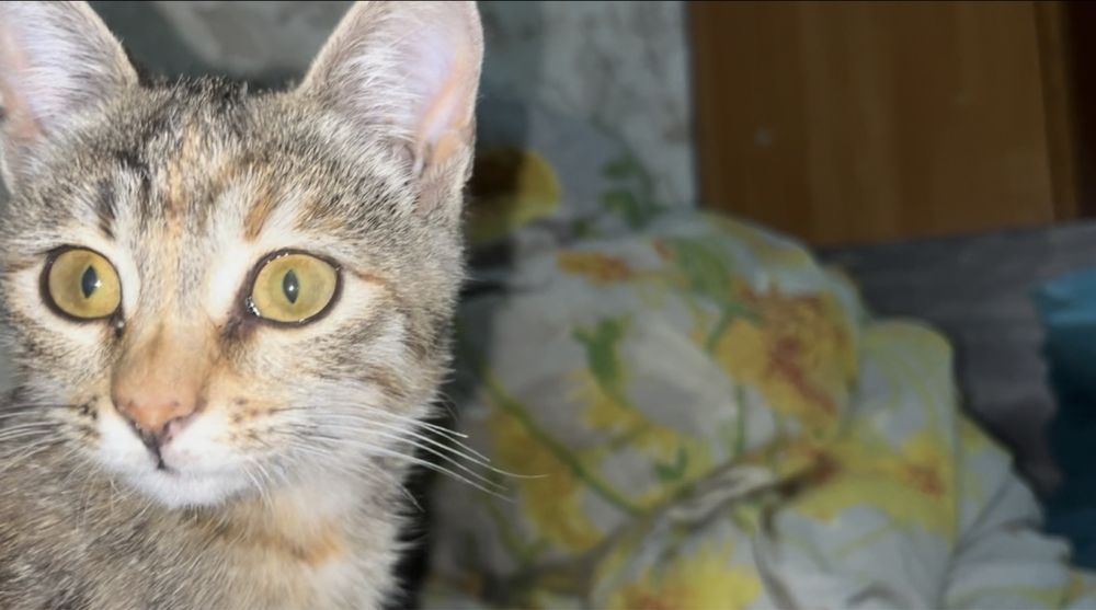 Котенок девочка в добрые и ответственные руки