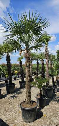 Palmieri trachycarpus rezistent