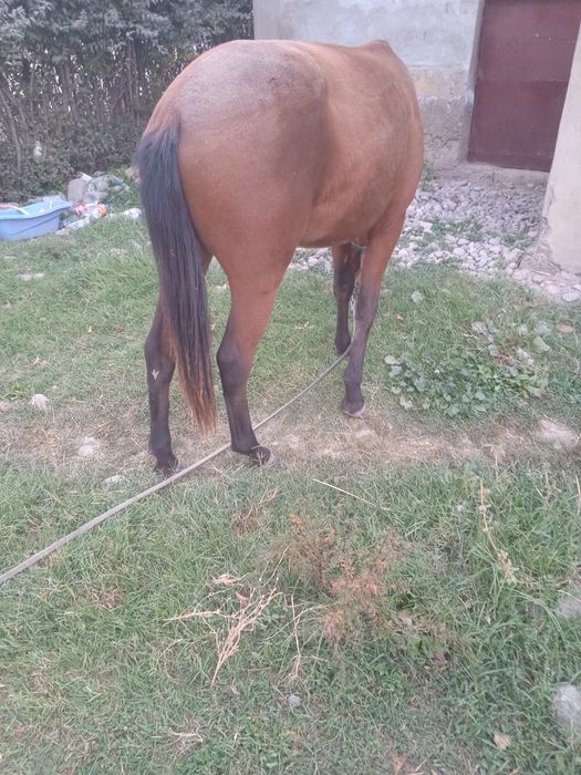 Бия той 1.5 яшар озимники