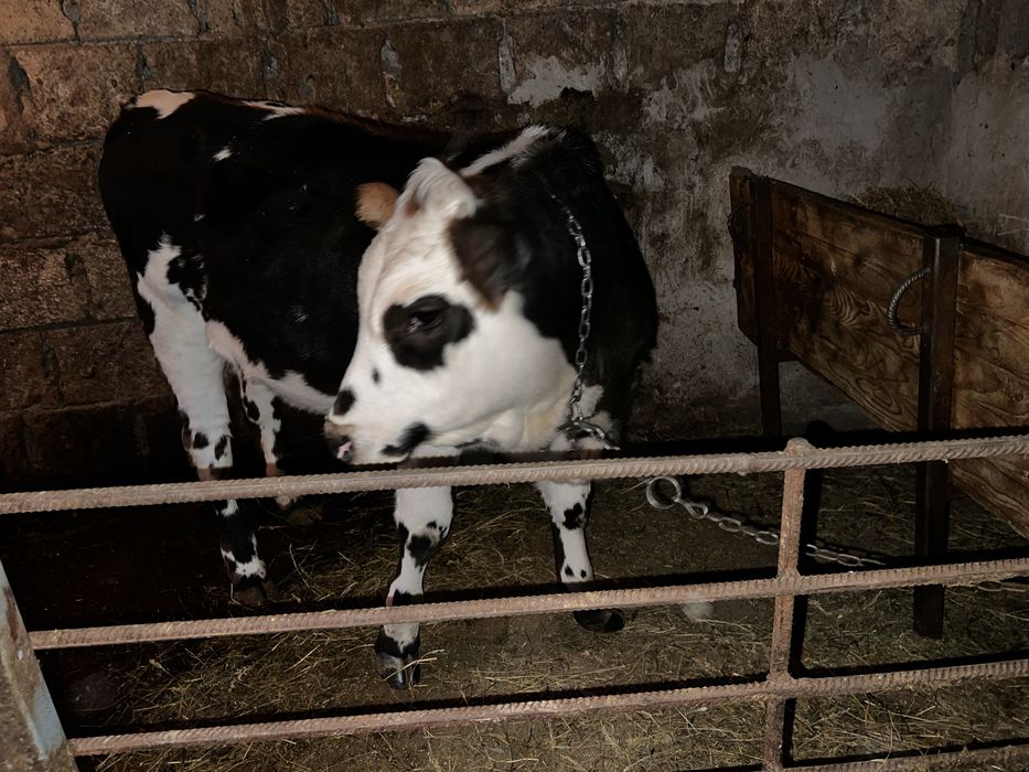 Vaca de vanzare si viteii