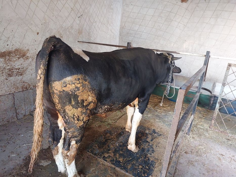 Buqa sotiladi tez va arzon
