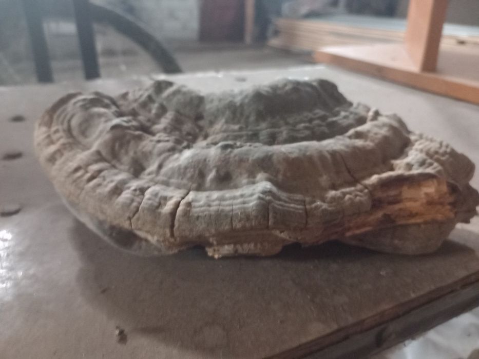 Ganoderma aplanatum