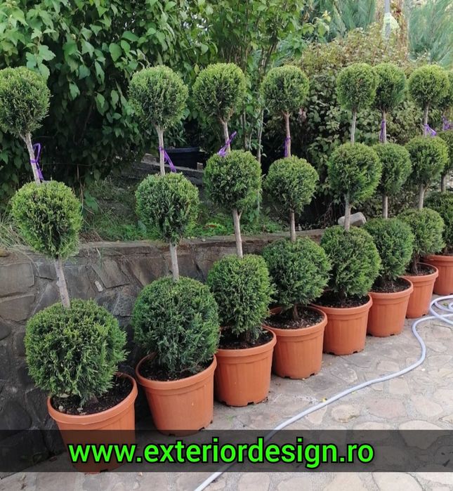 Enupar tarator Prunus Laurocerasus, tei argintiu, mesteacăn leylandii