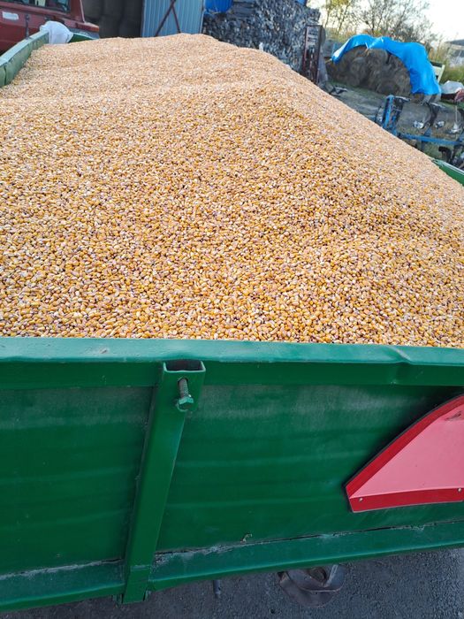 Vând porumb boabe foarte uscat
