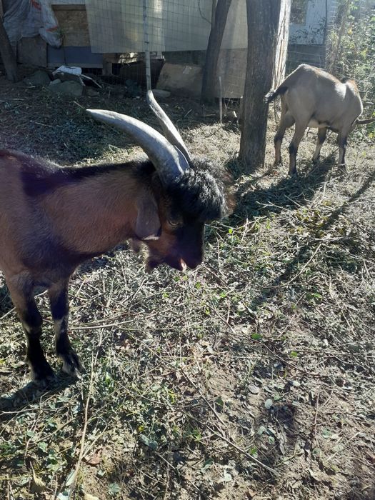 Vand tapisor de 8 luni