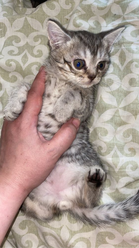 Котята британские