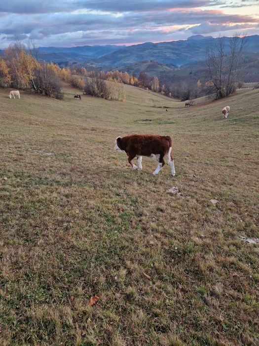 Vând vitea semiintarcata