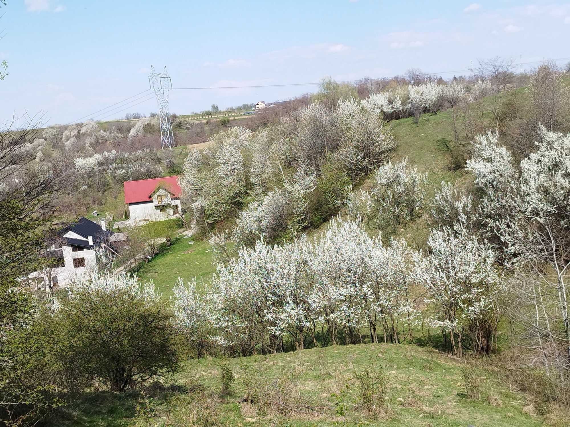 Vând pământ comuna Radaseni județul Suceava